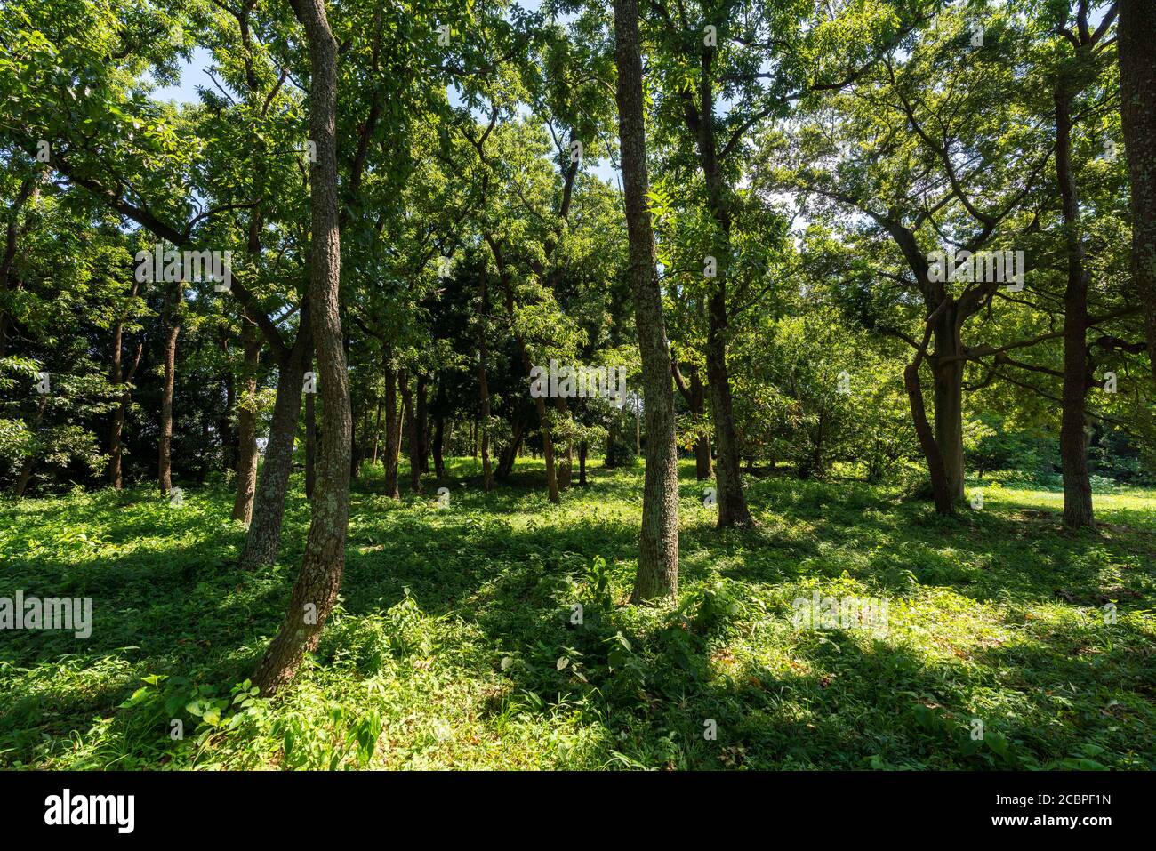 Area boscosa in estate, Isehara City, Prefettura di Kanagawa, Giappone Foto Stock