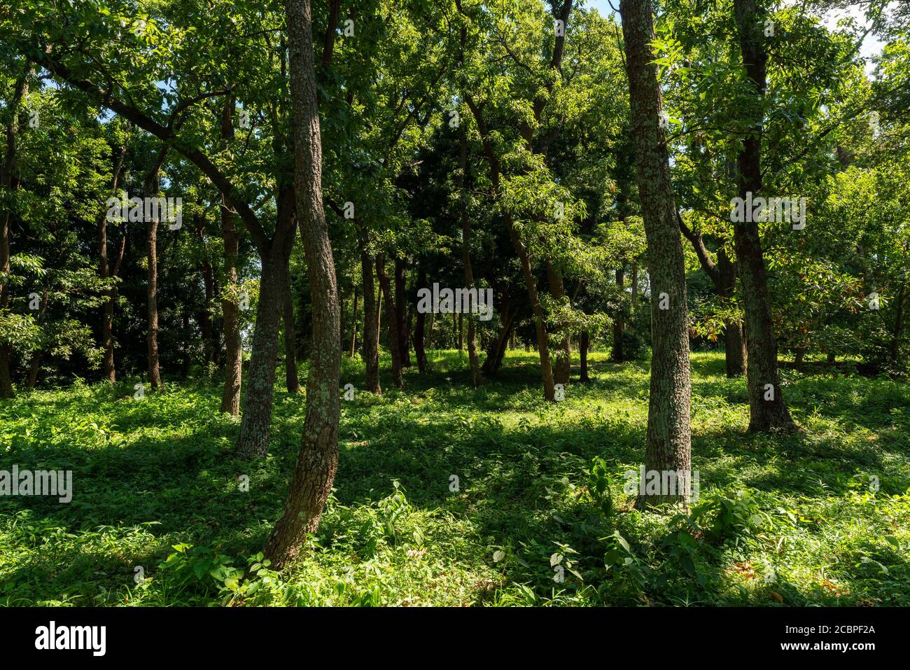 Area boscosa in estate, Isehara City, Prefettura di Kanagawa, Giappone Foto Stock