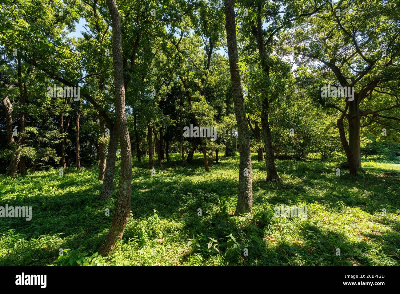 Area boscosa in estate, Isehara City, Prefettura di Kanagawa, Giappone Foto Stock