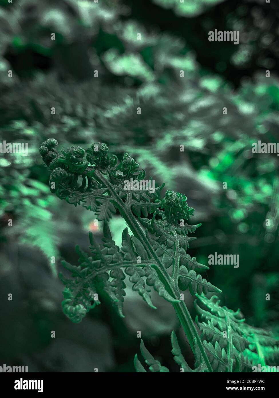 Messa a fuoco selettiva verticale di belle foglie di felce strutturate Foto Stock