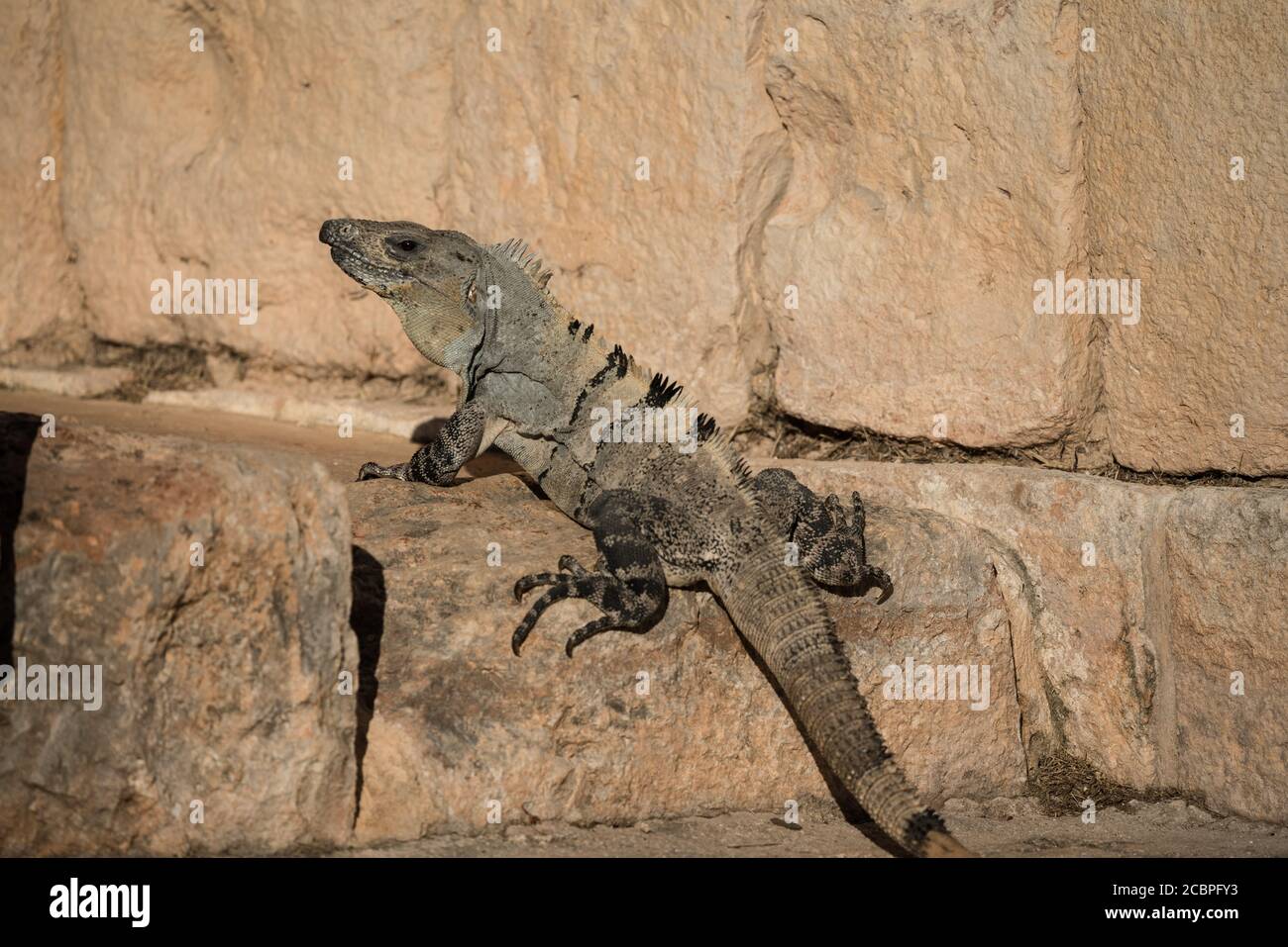 Un grande Iguana maschio con coda di Spiny nelle rovine Maya pre-ispaniche di Uxmal, Messico. Foto Stock