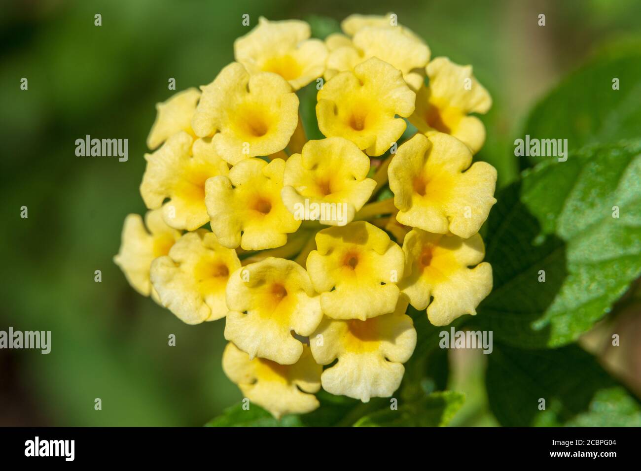 Comune lantana (Lantana camara), colore giallo o oro, macro shot - DAVIE, Florida, USA Foto Stock