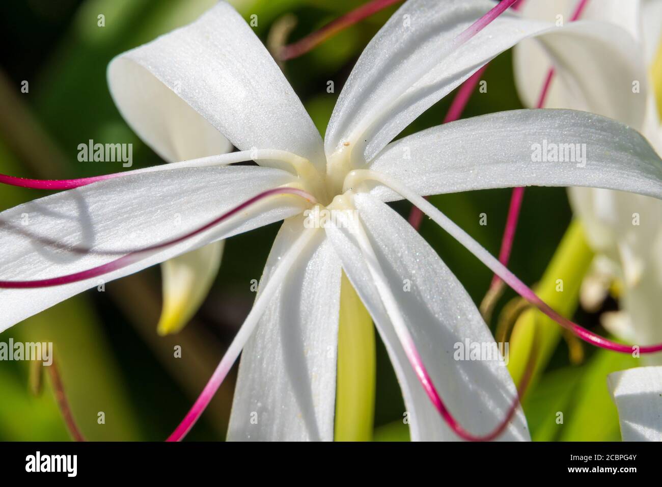 Giglio di crino gigante, noto anche come bulbo di veleno (crinum asiaticum) macro shot di fiore - DAVIE, Florida, USA Foto Stock