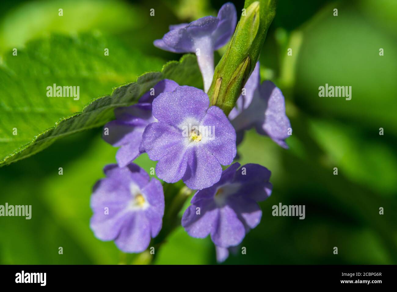 Macrofotografia con porterweed blu (Stachytarpheta jamaicensis) - DAVIE, Florida, USA Foto Stock