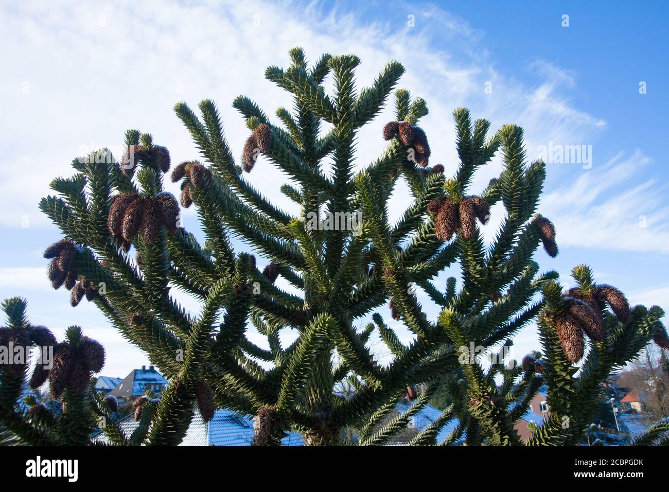 Colpo di closeup ad angolo basso di un albero chiamato Araucaria araucana Foto Stock