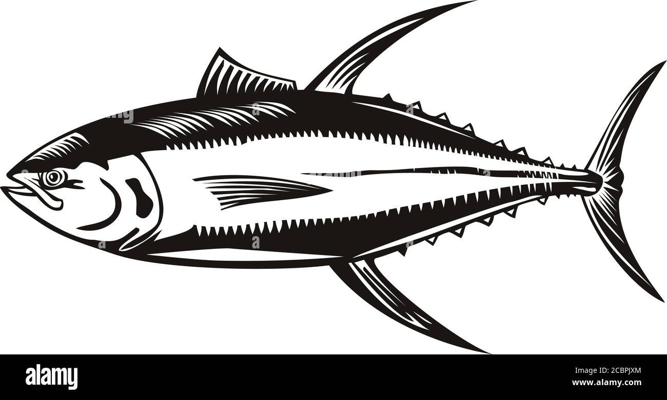 Illustrazione in stile retrò di un tonno albacaro thunnus, una specie di tonno trovato nelle acque pelagiche degli oceani tropicali e subtropicali o Illustrazione Vettoriale