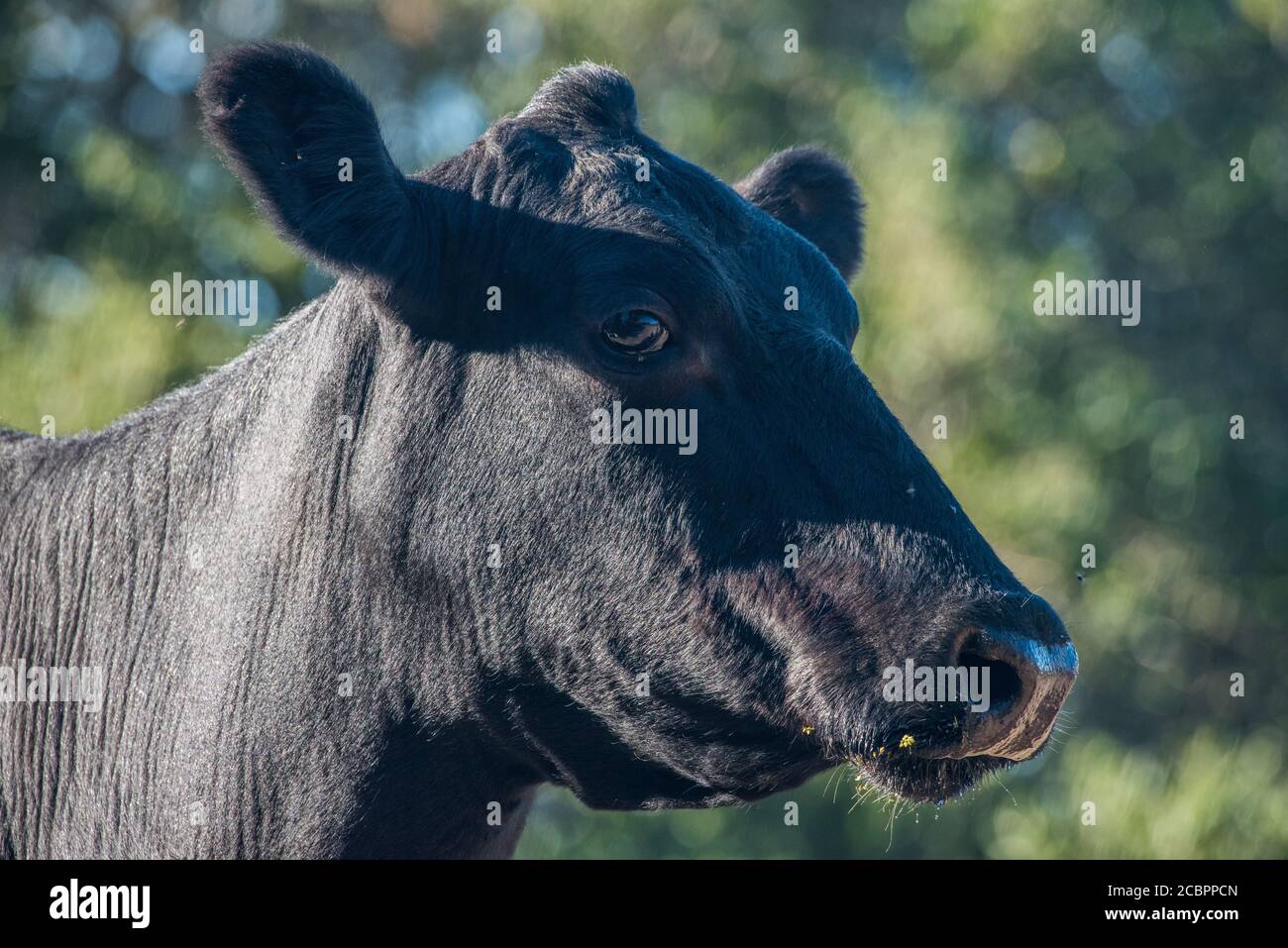 Un ritratto di mucca angus nera a gamma libera, scattata in una giornata di sole nella California costiera. Foto Stock