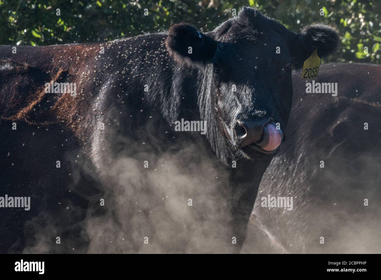 Una mucca di angus nera in California in una giornata calda con sciami di corno che mordono galleggia e polvere che si inondisce oltre. Foto Stock