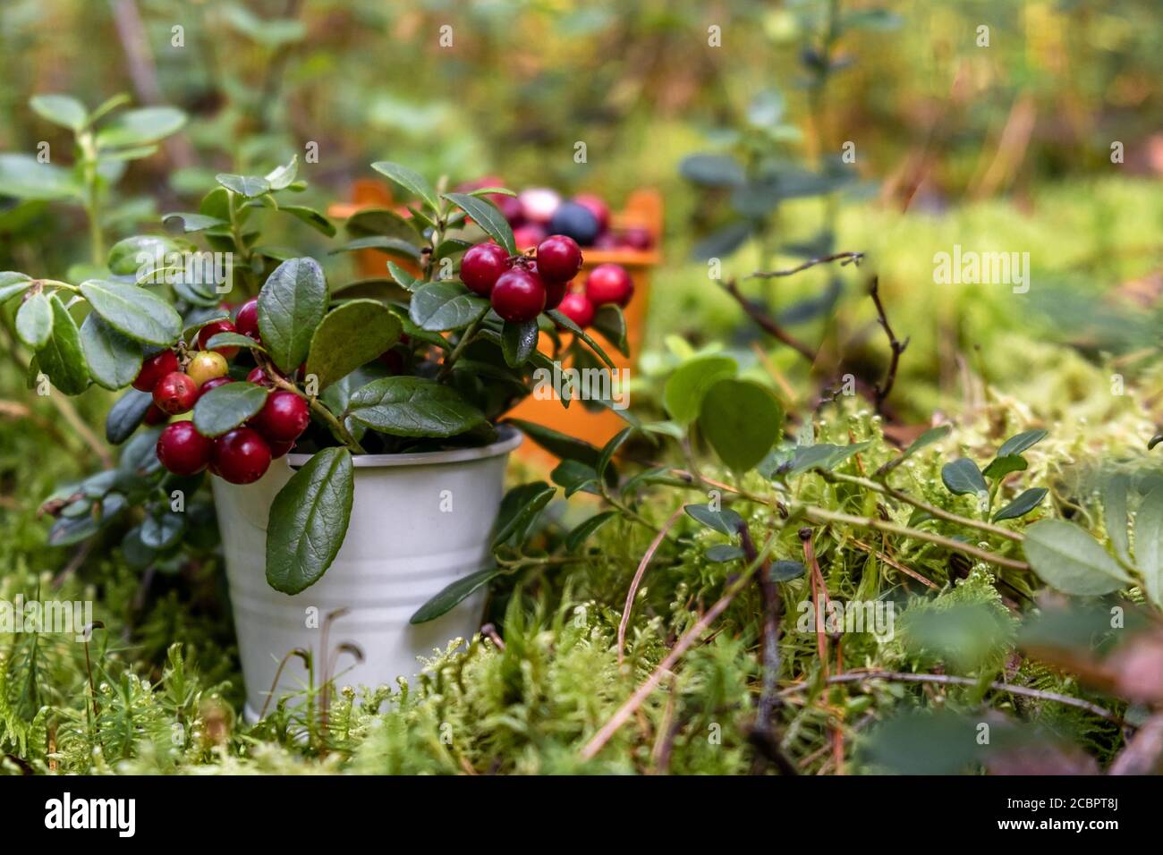 Raccolto di lingonberry sui rami in un secchio decorativo nel foresta tra lingonberry e muss branches.Harvesting concept.Selective focus.Copy spazio Foto Stock