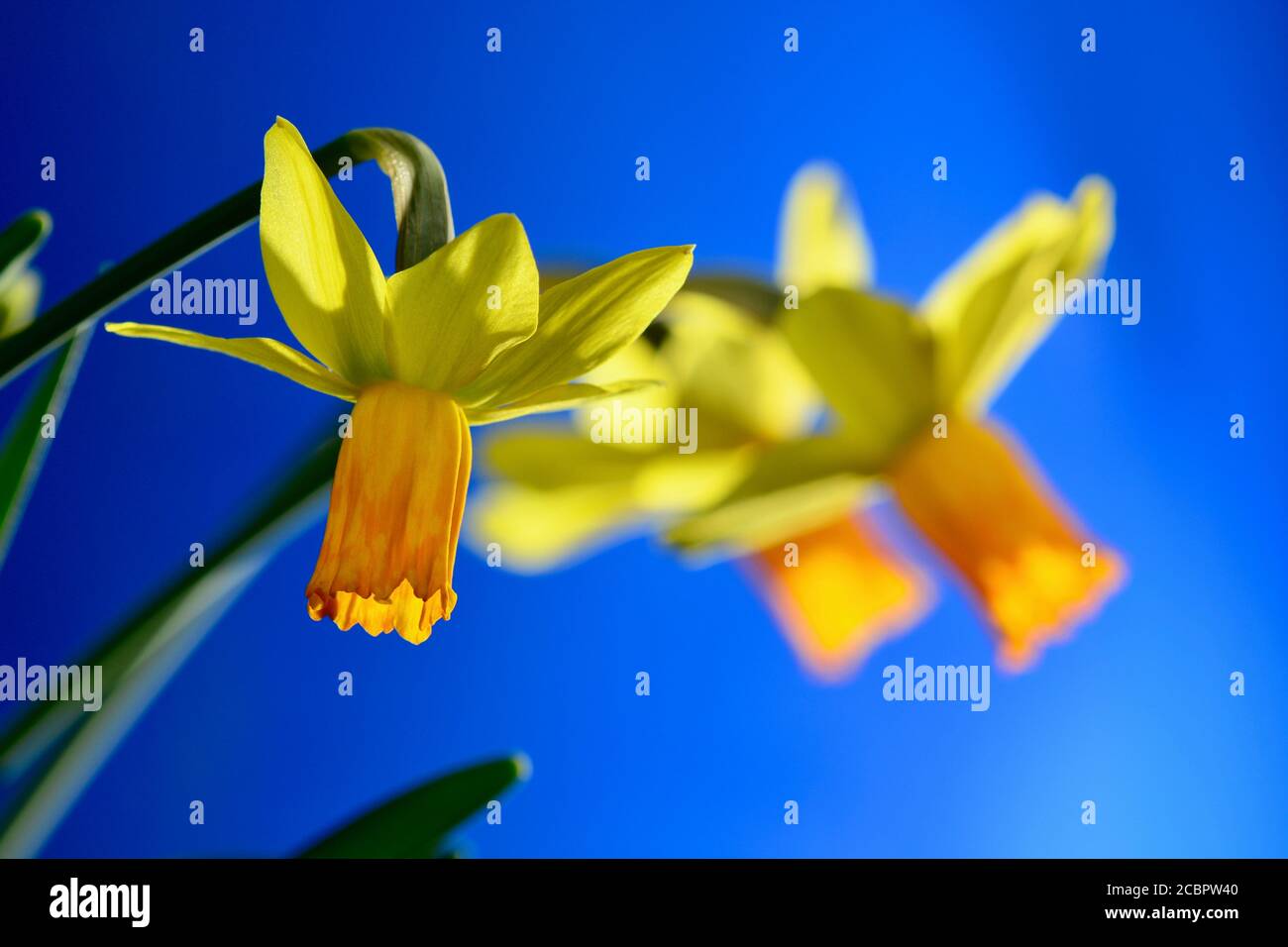 Una foto ravvicinata di un bellissimo daffodil giardino, o fiore di Narcissus (famiglia Amaryllidaceae), giallo brillante. Profondità di campo poco profonda. Foto Stock
