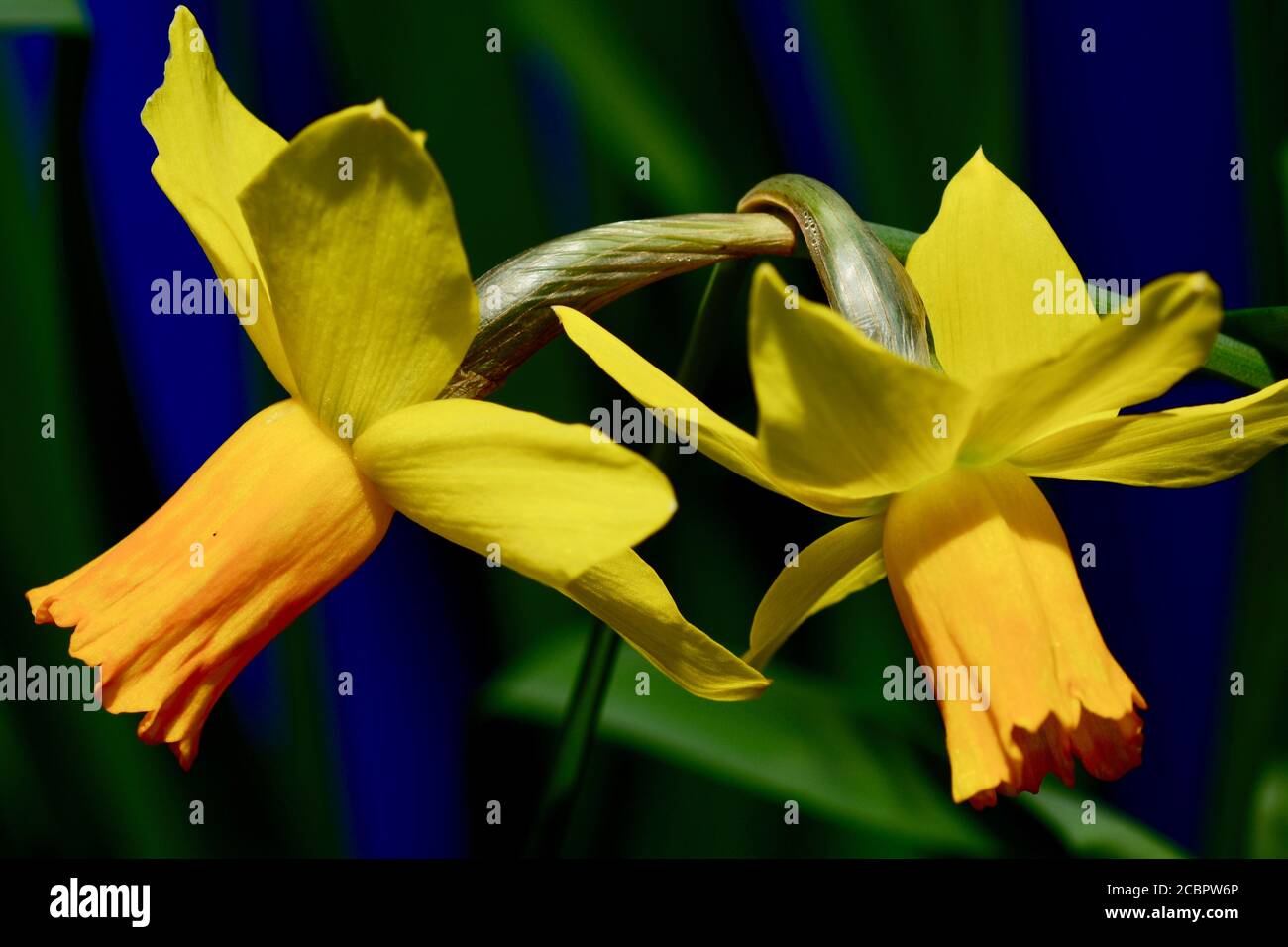Una foto ravvicinata di un bellissimo daffodil giardino, o fiore di Narcissus (famiglia Amaryllidaceae), giallo brillante. Profondità di campo poco profonda. Foto Stock