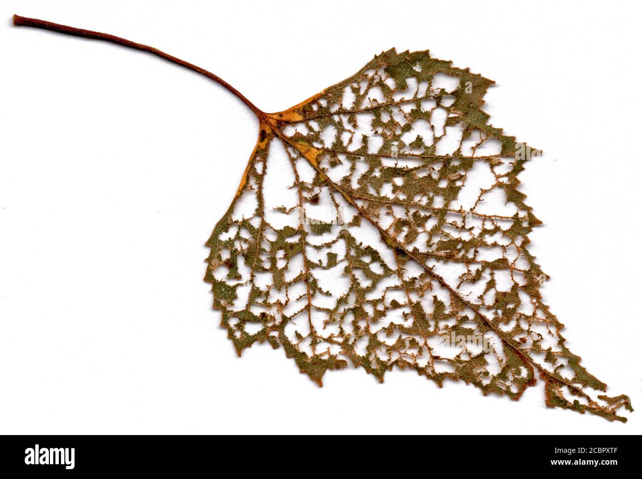 Scomponendo Birch Tree Leaf mostrando modelli intricati in natura - Sfondo bianco Foto Stock