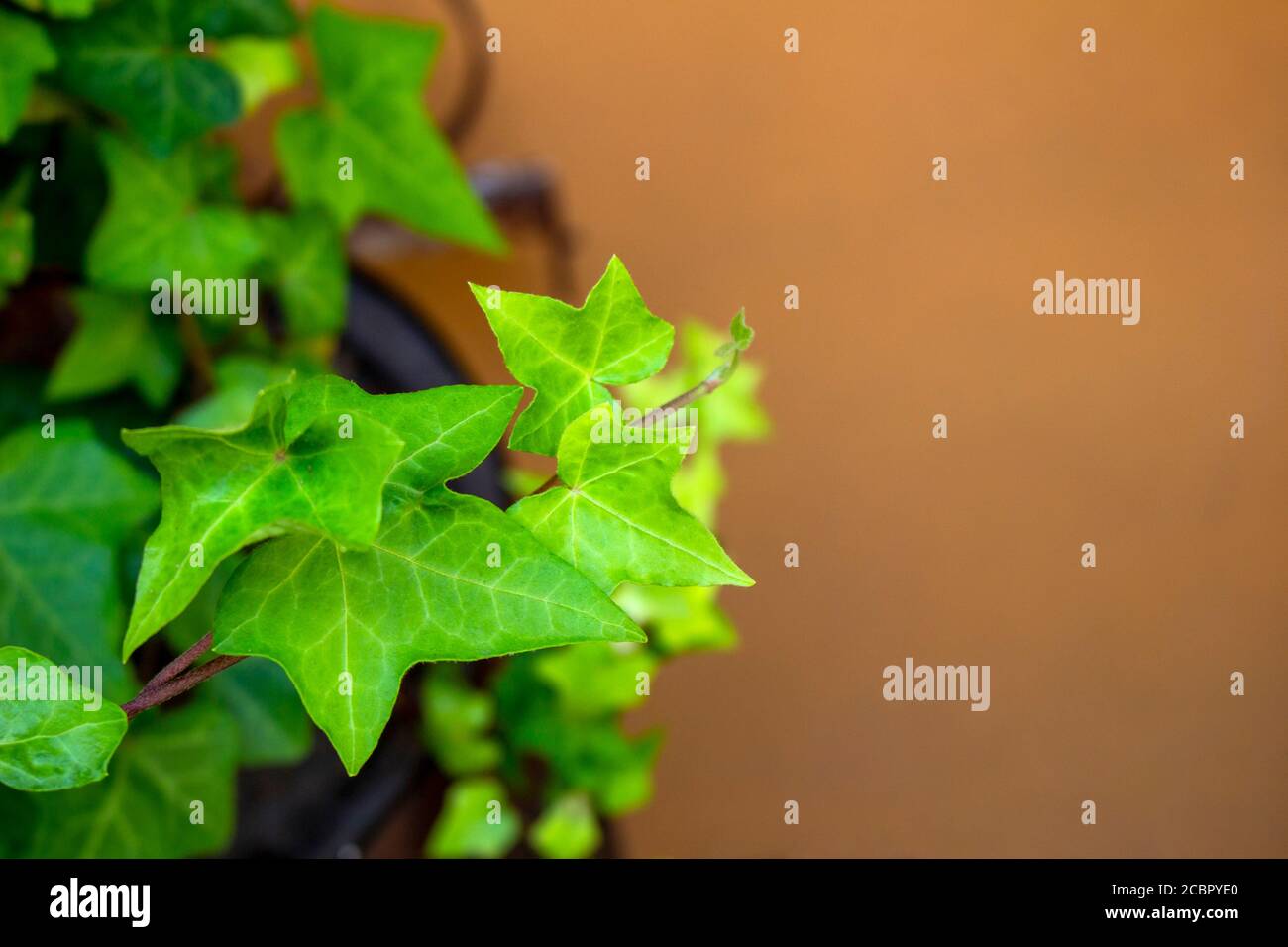 Nuova foto di primo piano con foglia di edera verde Foto Stock