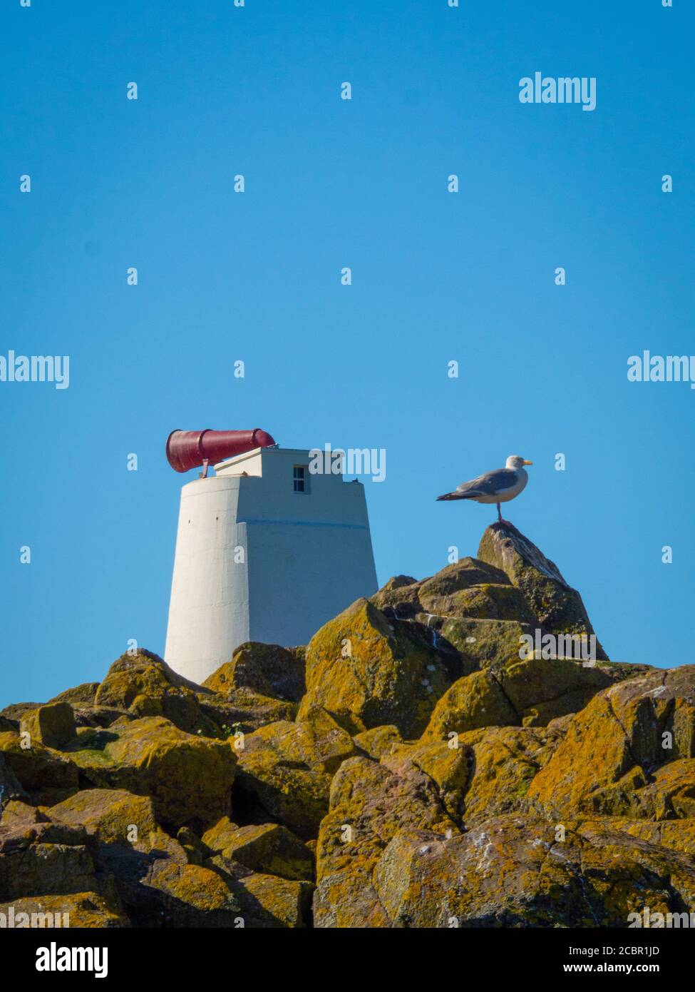 Puffling, un pulcino di puffin, rilasciato da una barca al largo dell'isola di maggio Foto Stock