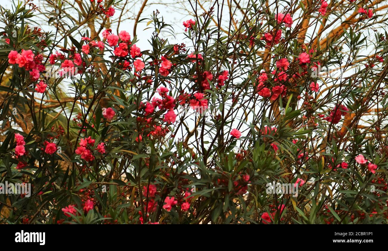 Fiori di oleandro rosa in fiore nel giardino in estate. Questo è un arbusto o un piccolo albero della famiglia dei dogani Apodynaceae. Foto Stock