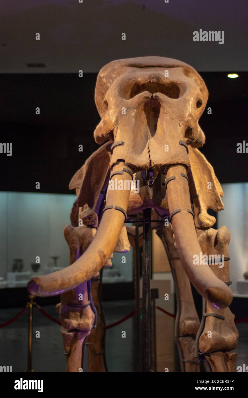 Luoyang, Provincia di Henan / Cina - 5 gennaio 2016: Scheletro di un elefante esposto al Luoyang Museum di Luoyang, Cina Foto Stock