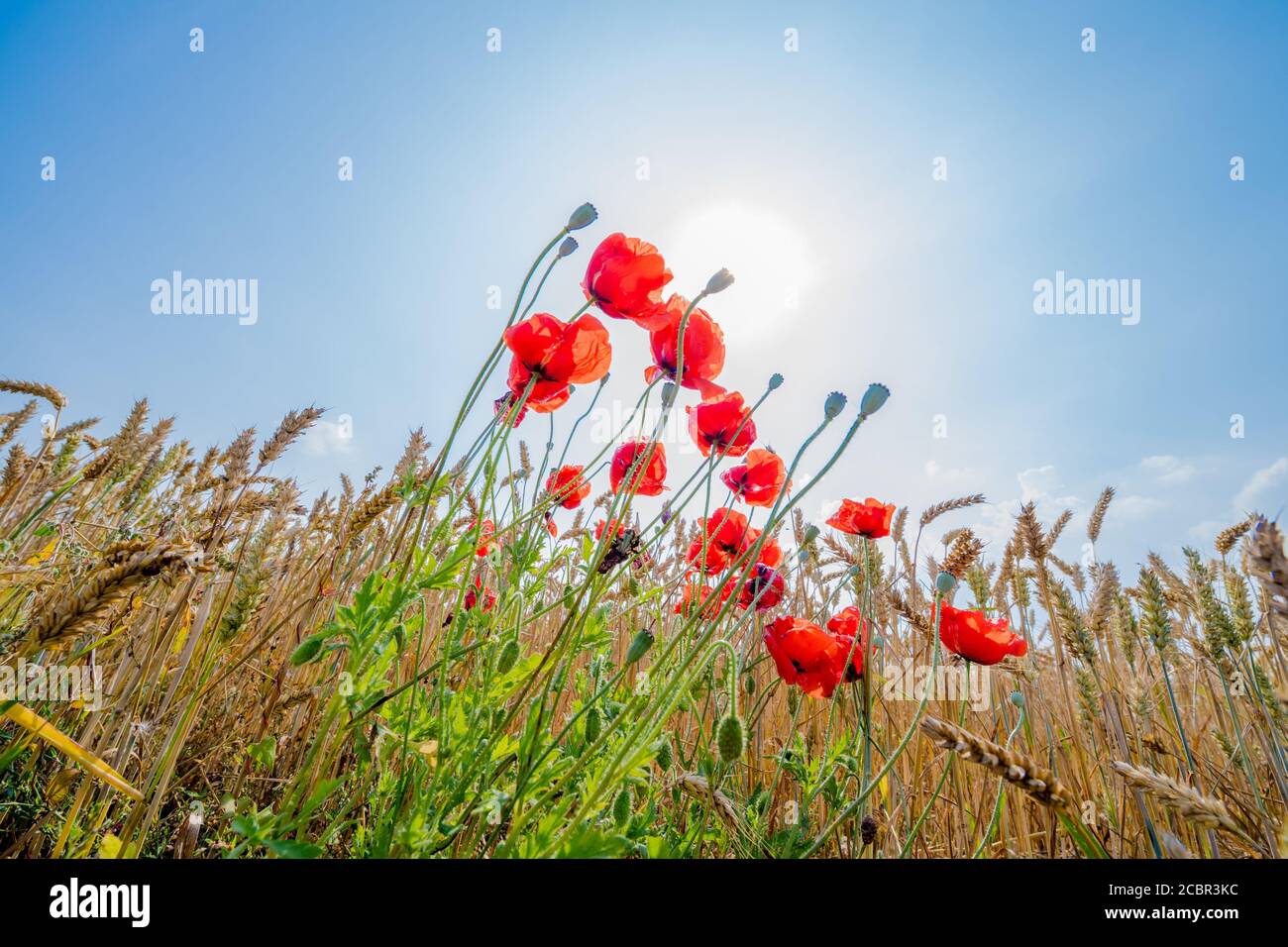 Papaveri rossi che crescono in un campo di grano. Foto Stock