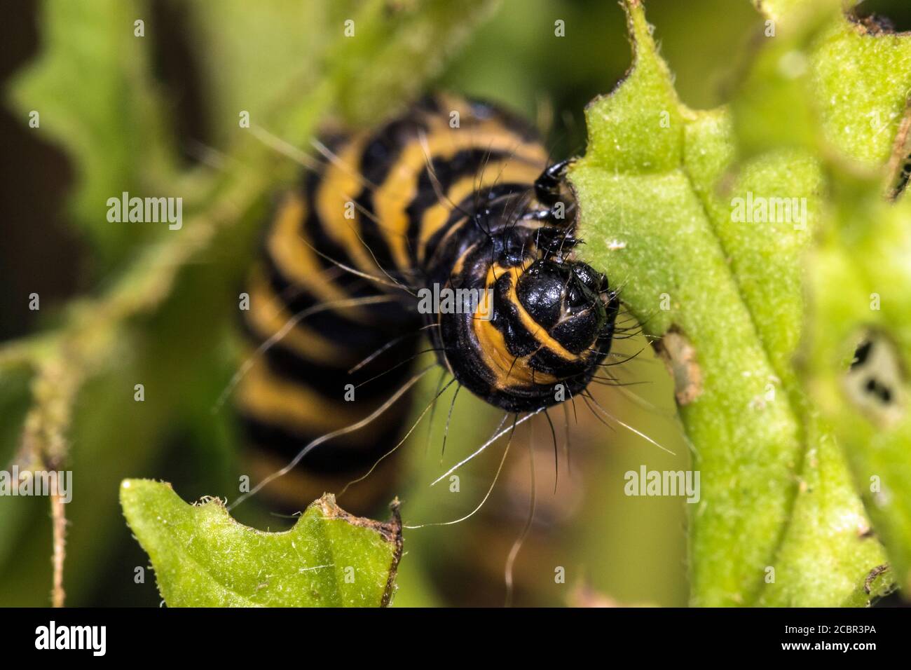 La falda cinabrica (Tyria jacobaeae) bruco o larva che si nuoccano sulla pianta di ragwart, Cambridgeshire, Inghilterra Foto Stock