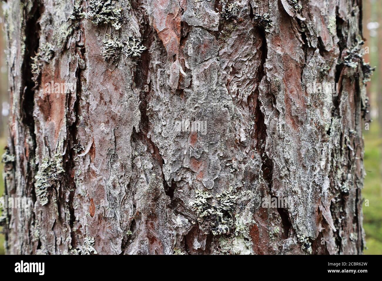 Corteccia di pino e Lichen sfondo vista closeup Foto Stock