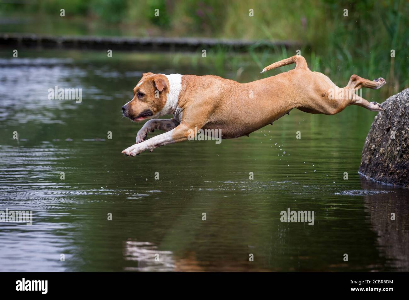 American Staffordshire Terrier che salta nel lago Foto Stock