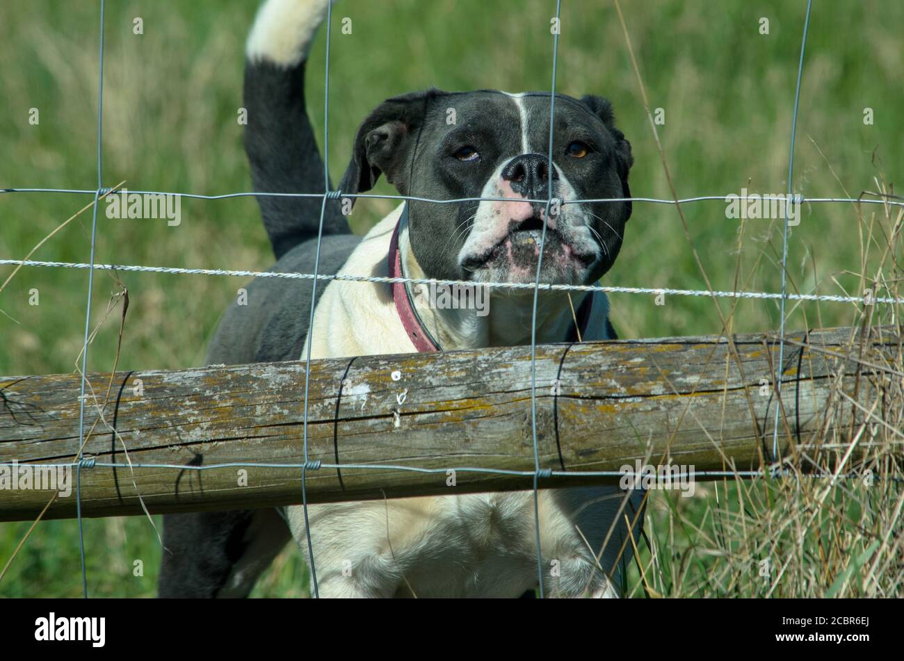 Primo piano di un adorabile bulldogge inglese Olde sul erba verde Foto Stock