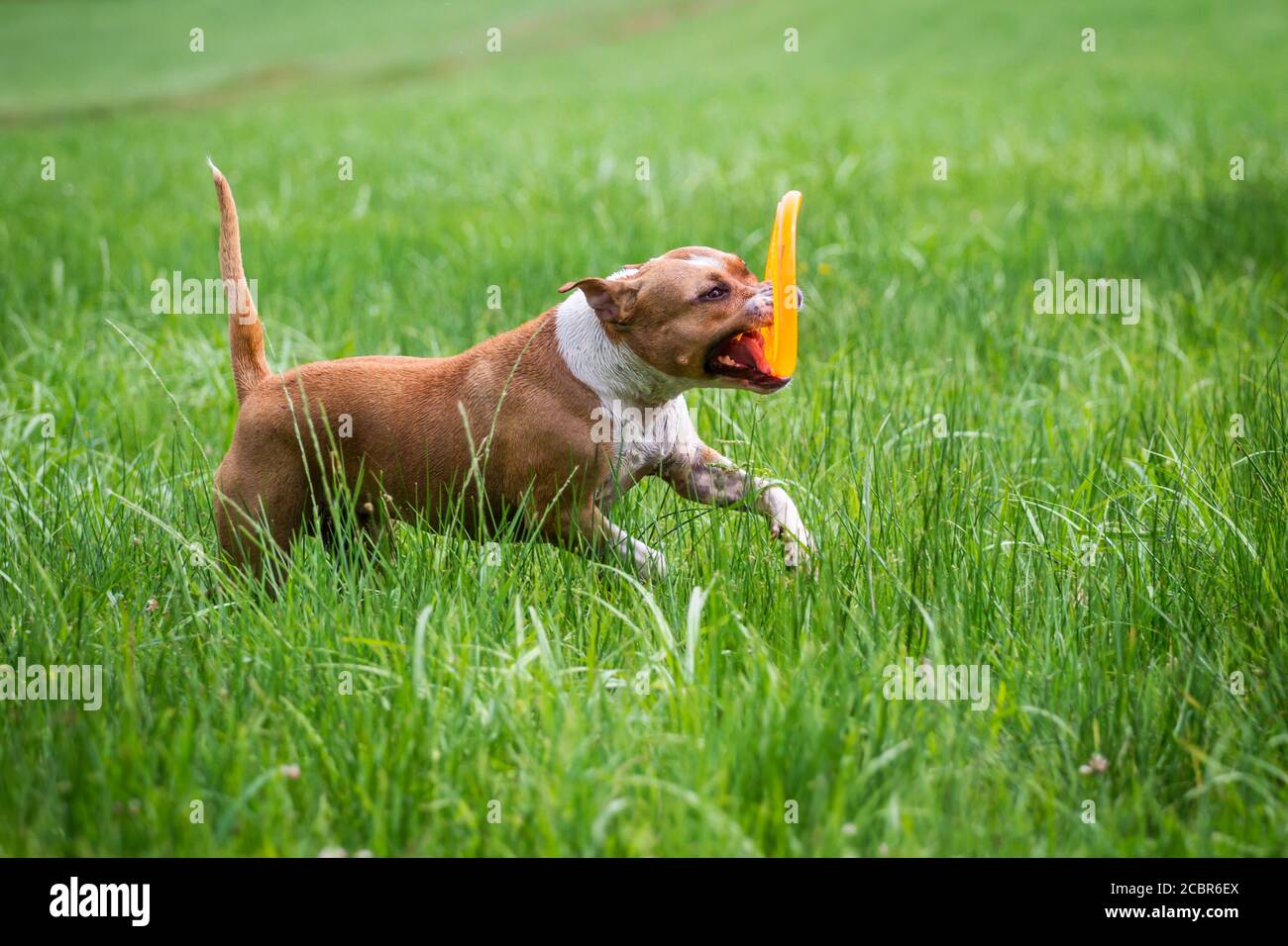 American Staffordshire Terrier running, il recupero di un frisbee Foto Stock