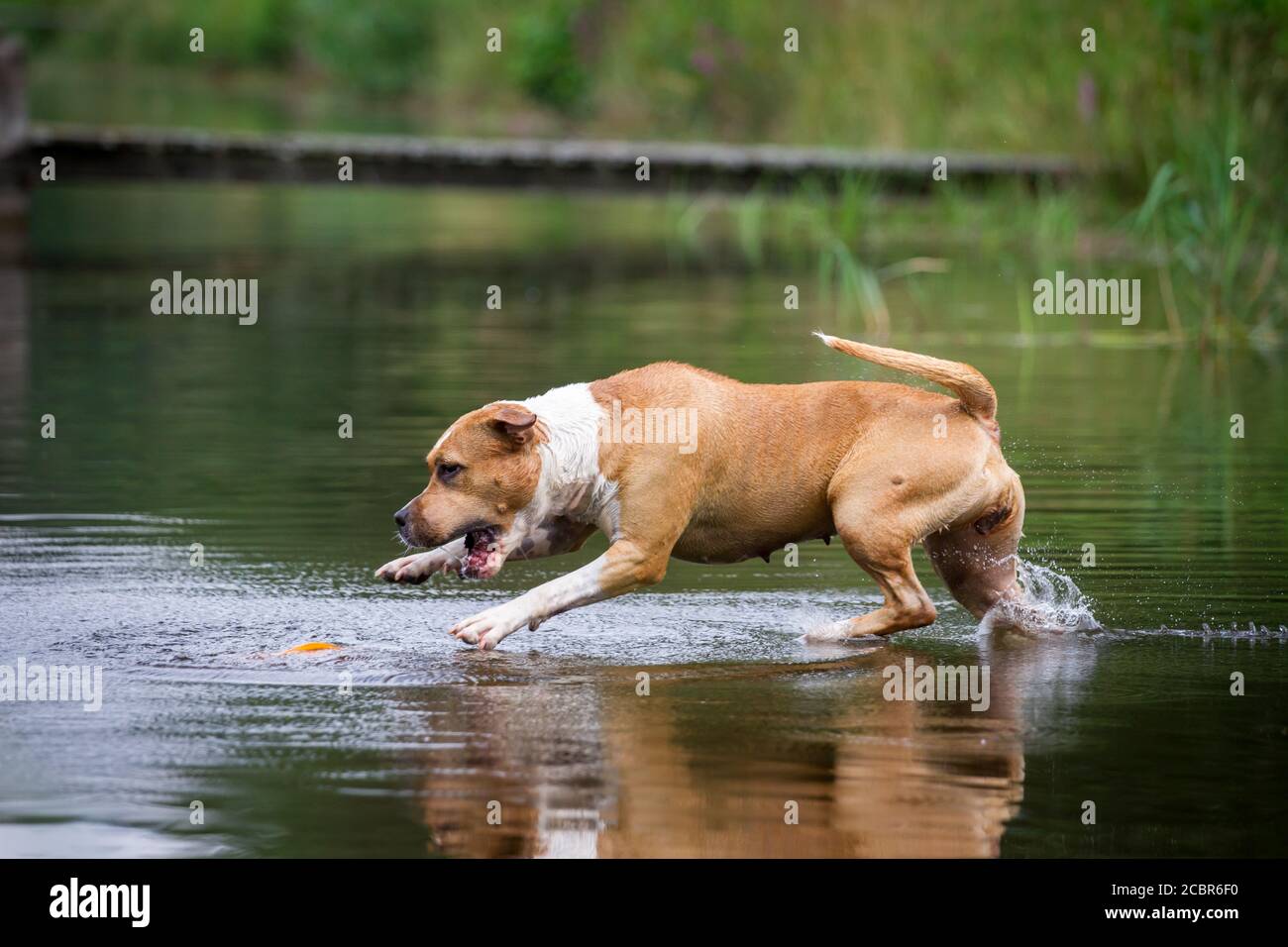 American Staffordshire Terrier che salta nel lago Foto Stock