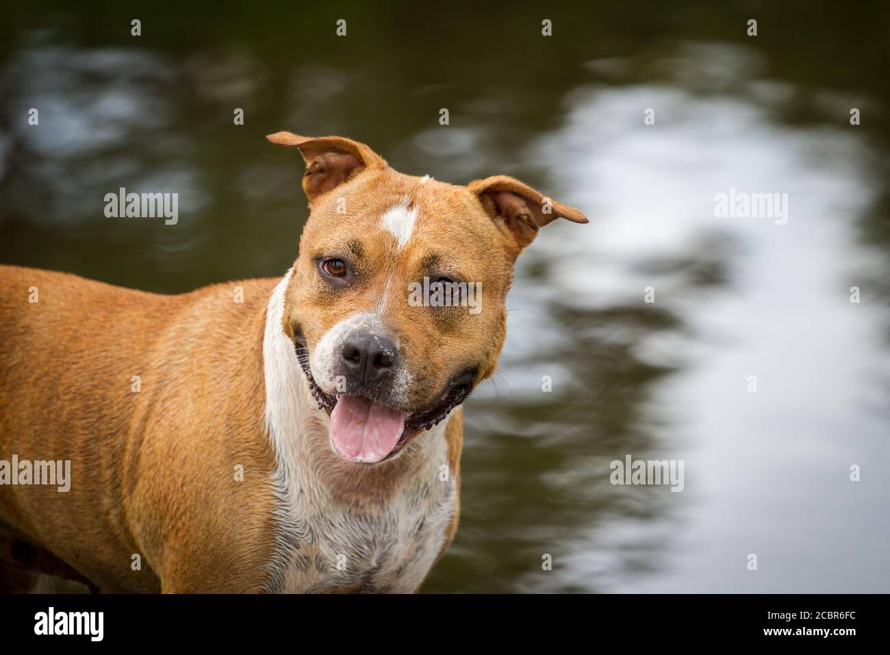 Ritratto di uno Staffordshire Terrier marrone-americano Foto Stock