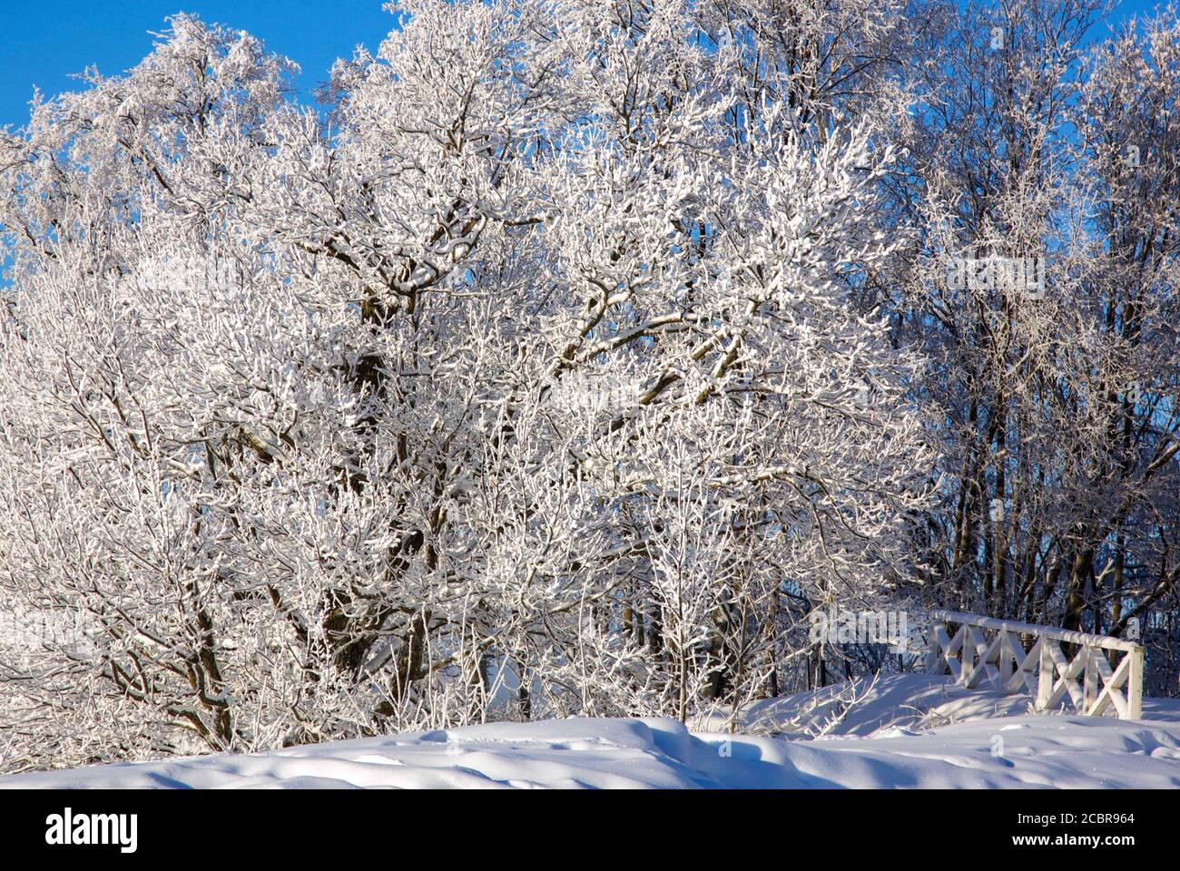 Possente albero di quercia in gelo con rami innevati contro a. cielo blu e soleggiato Foto Stock