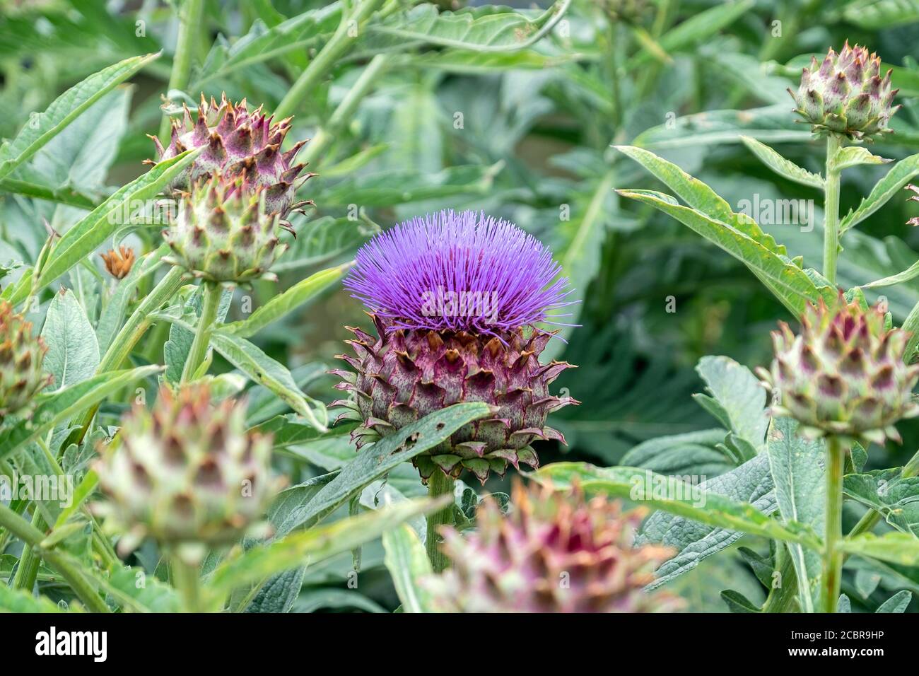 Thistle Foto Stock