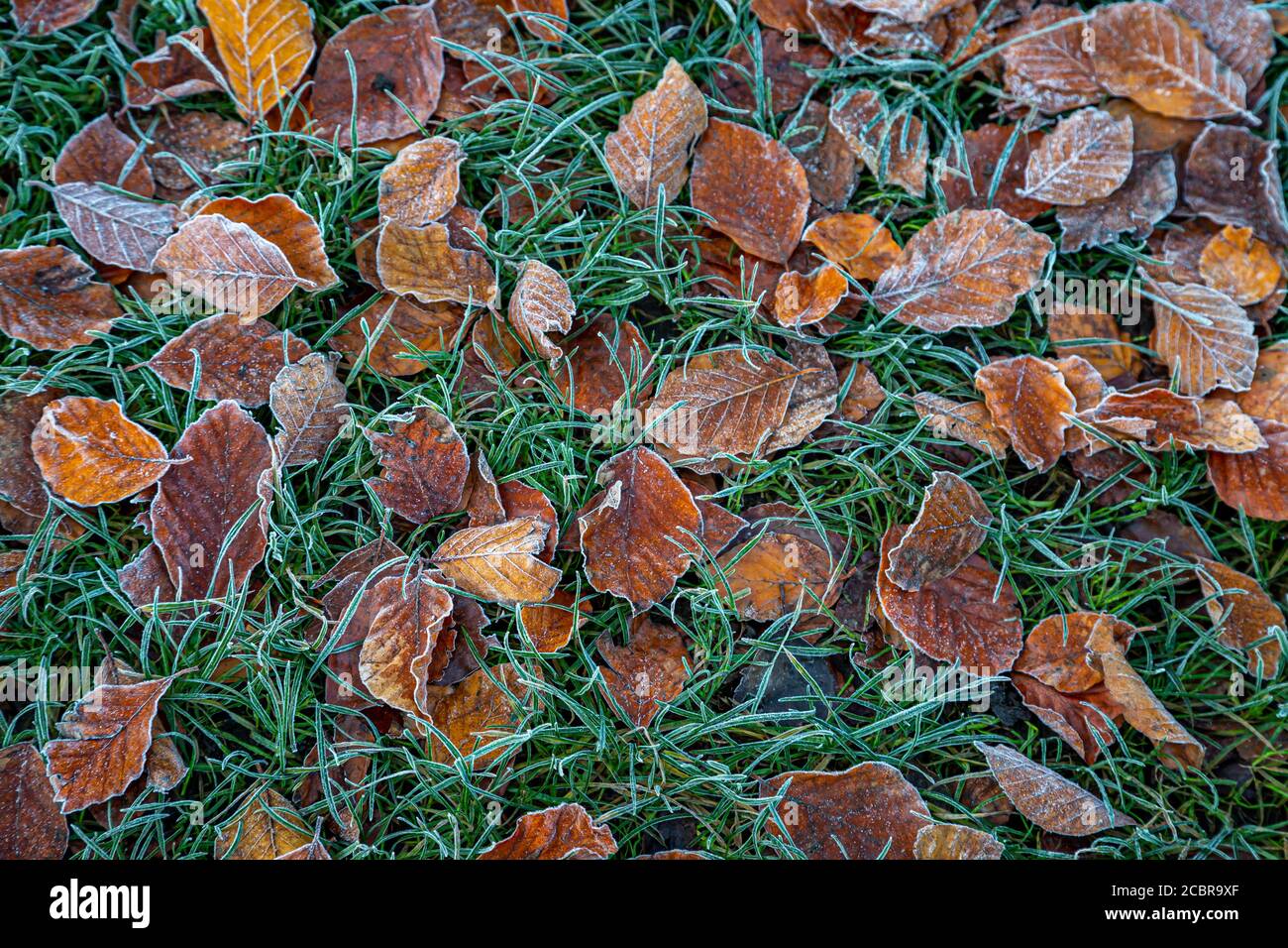 Foglie brune gelide sull'erba, in un mattino d'inverno Foto Stock