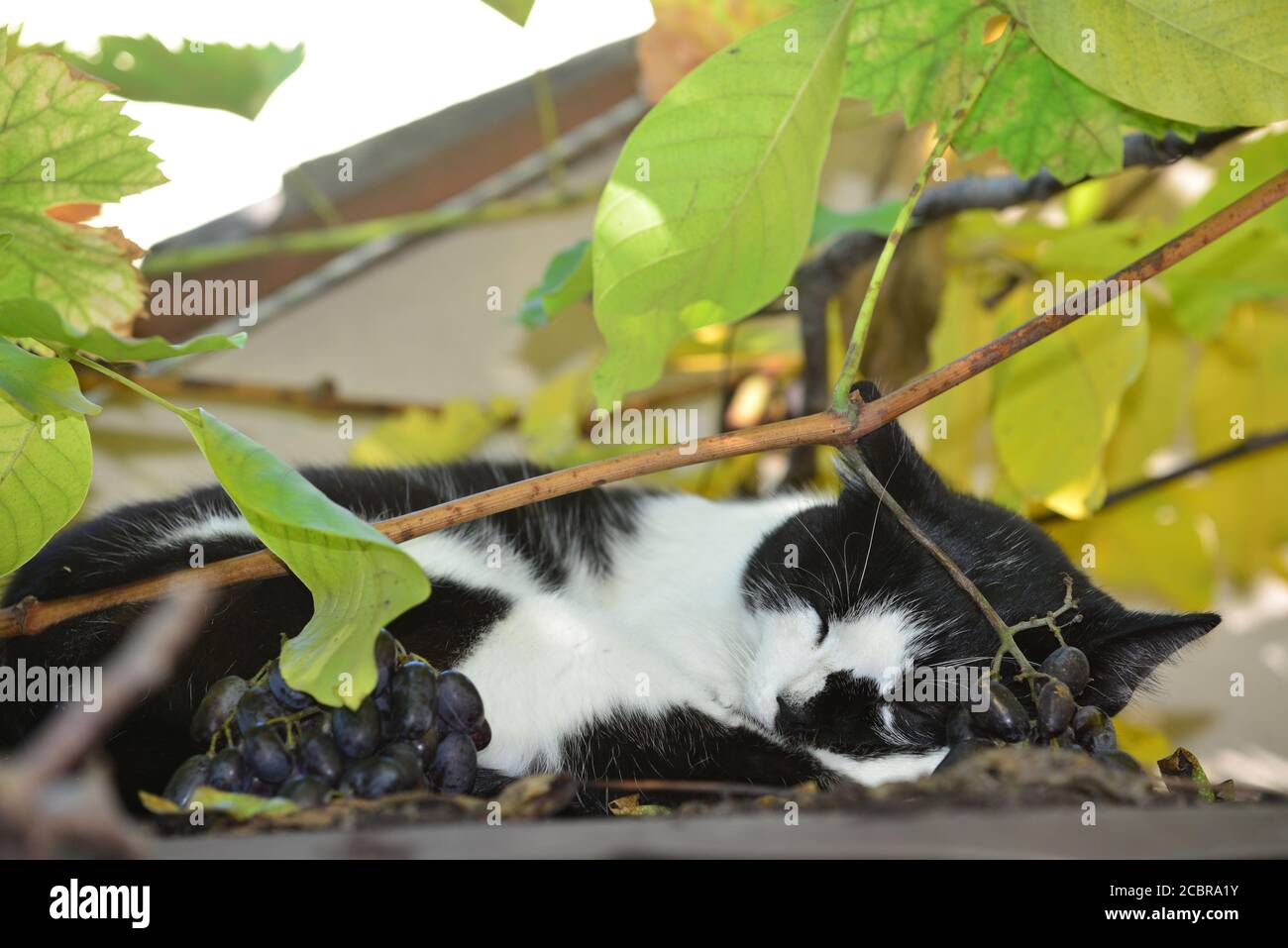 Un gatto bianco-nero, che dorme vicino alla vite dell'uva da tavola rossa Foto Stock