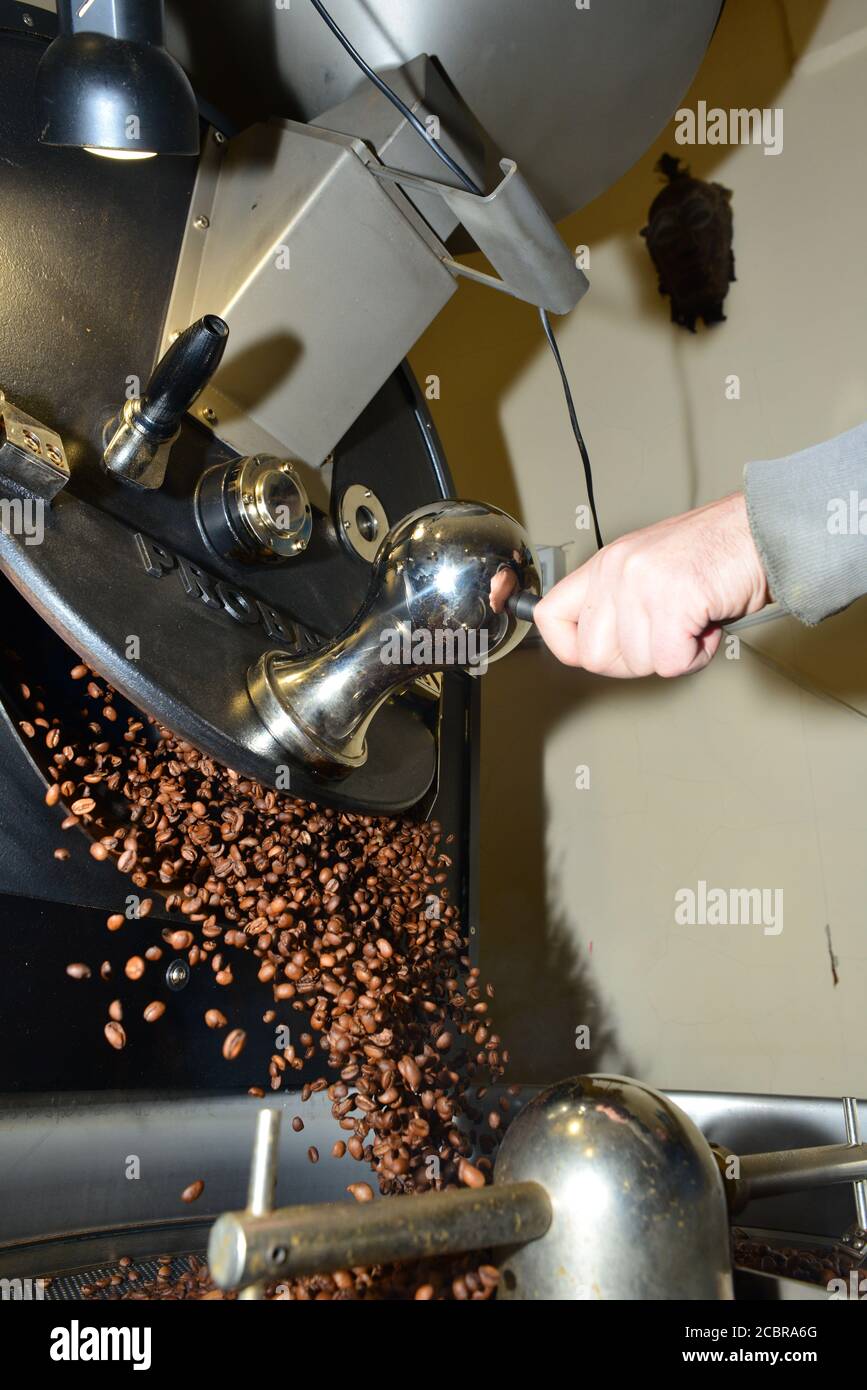I chicchi di caffè appena tostati vengono versati dalla torrefazione Foto Stock