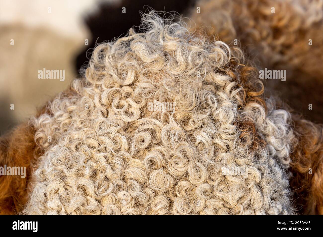 Un primo piano di pelliccia riccia su una testa di mucche, con una profondità di campo poco profonda Foto Stock