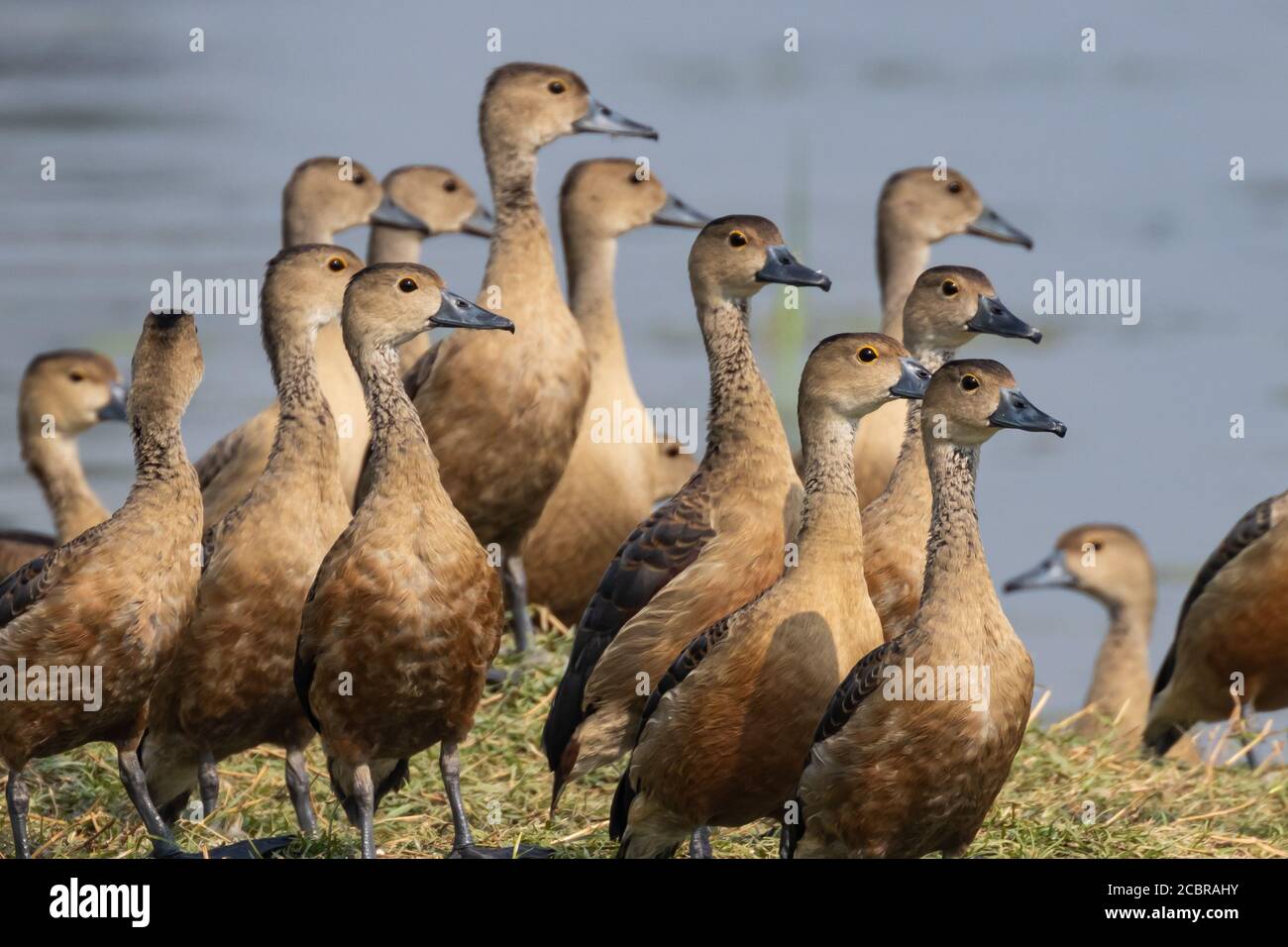 Un gregge di anatre fischianti vagabondanti, conosciuto anche come dendrocygna Arcuata in piedi con acqua sullo sfondo in India Rajasthan Il 21 novembre 2018 Foto Stock