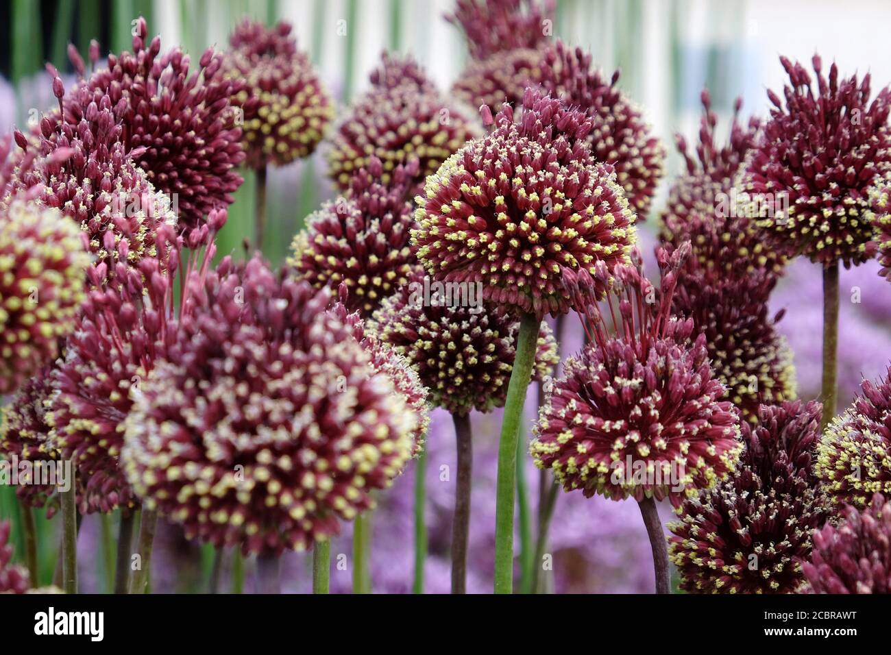 Allium 'Moded mohican' in fiore Foto Stock