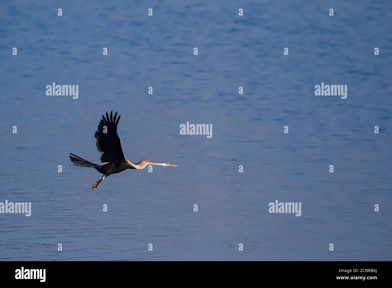 Un darter orientale chiamato anche darter indiano in un basso volo con le ali aperte e l'acqua sullo sfondo in Rajasthan India Foto Stock