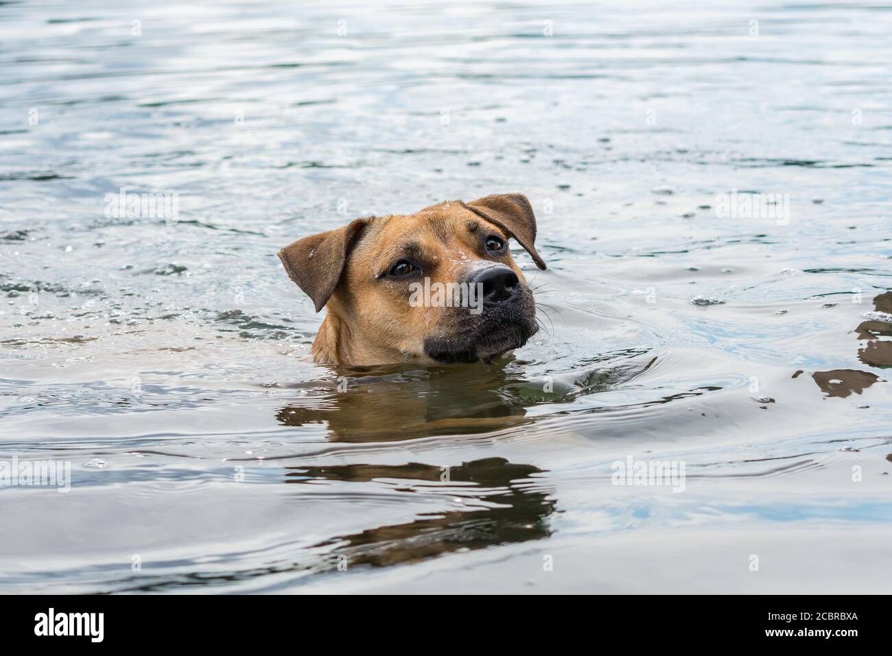 Cane razza americana Pit Bull Terrier nuota al freddo acqua del fiume Foto Stock