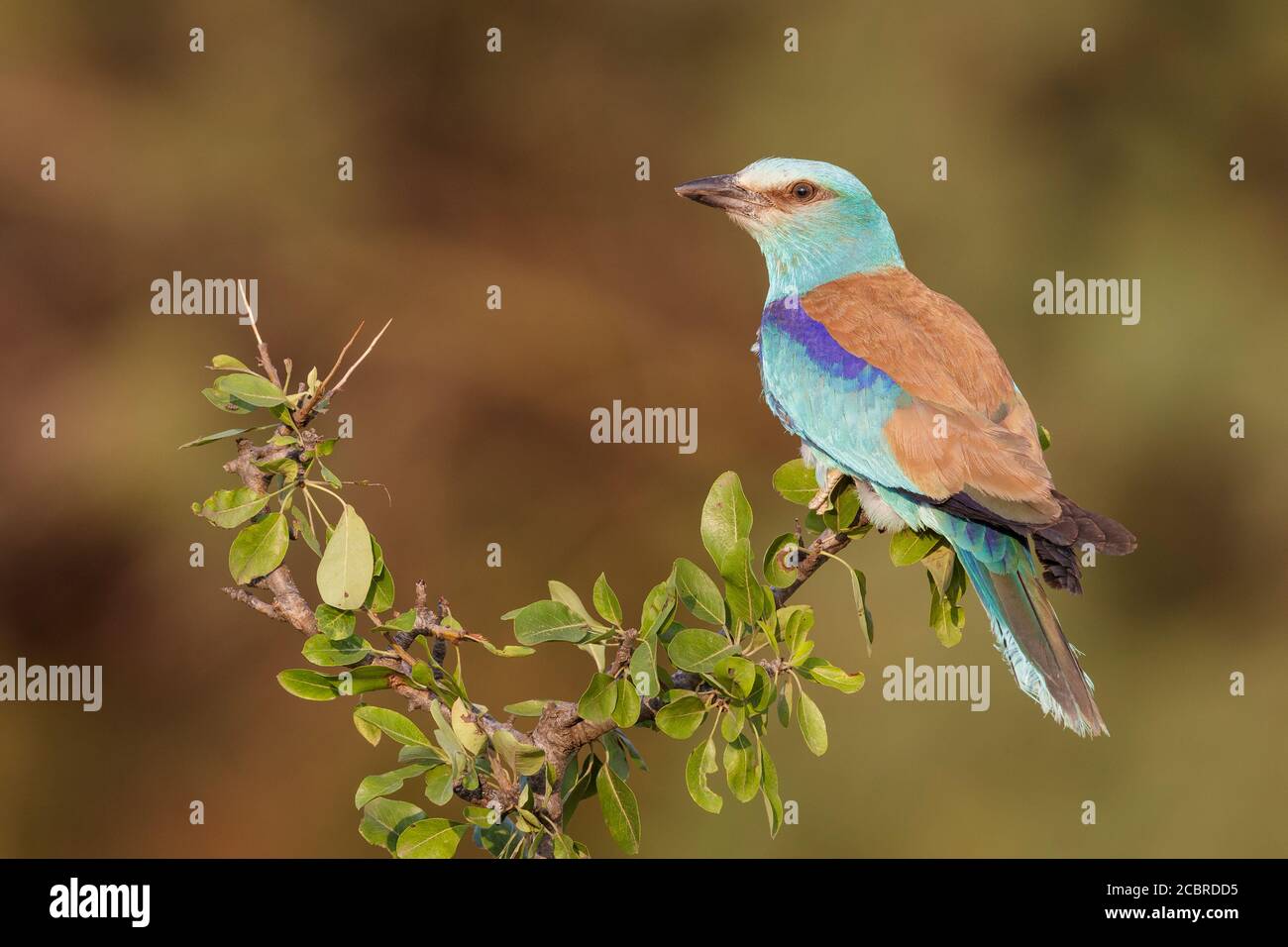 European Roller (Coracias garrulus), maschio adulto appollaiato sulla Mela del granchio, Campania, Italia Foto Stock