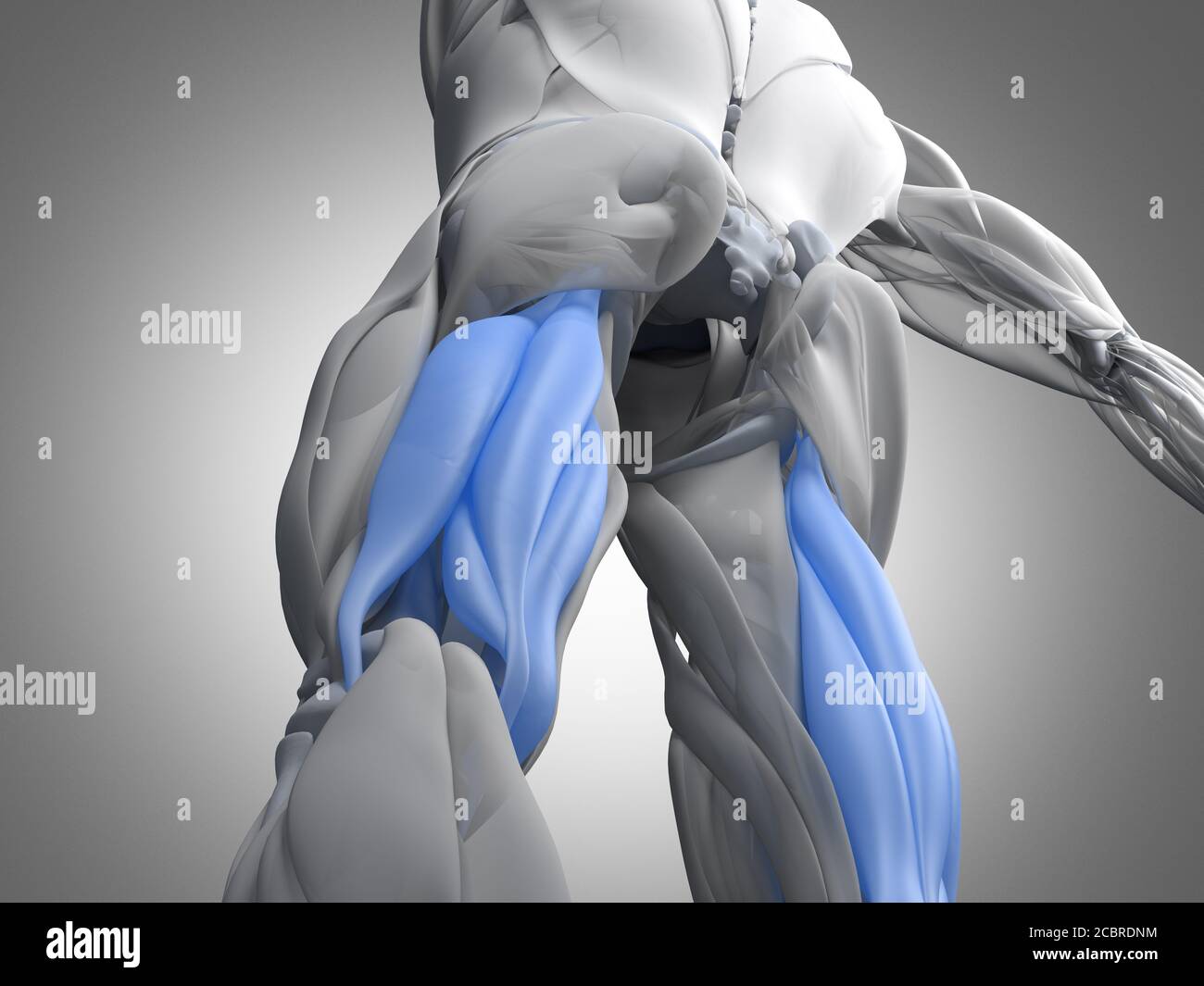 Gruppo muscoloso di Hamping, sistema muscolare anatomia umana. illustrazione 3d. Foto Stock