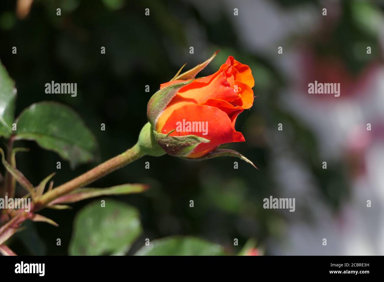 Primo piano di una mezza rosa rossa isolata aperta in anticipo estate o bocciolo di apertura di una rosa rossa prima di un sfondo verde Foto Stock