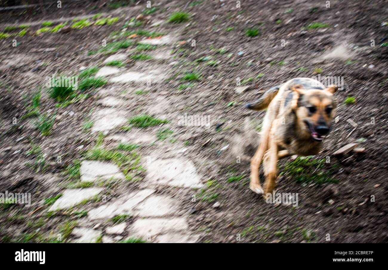 Un cane, veloce Foto Stock
