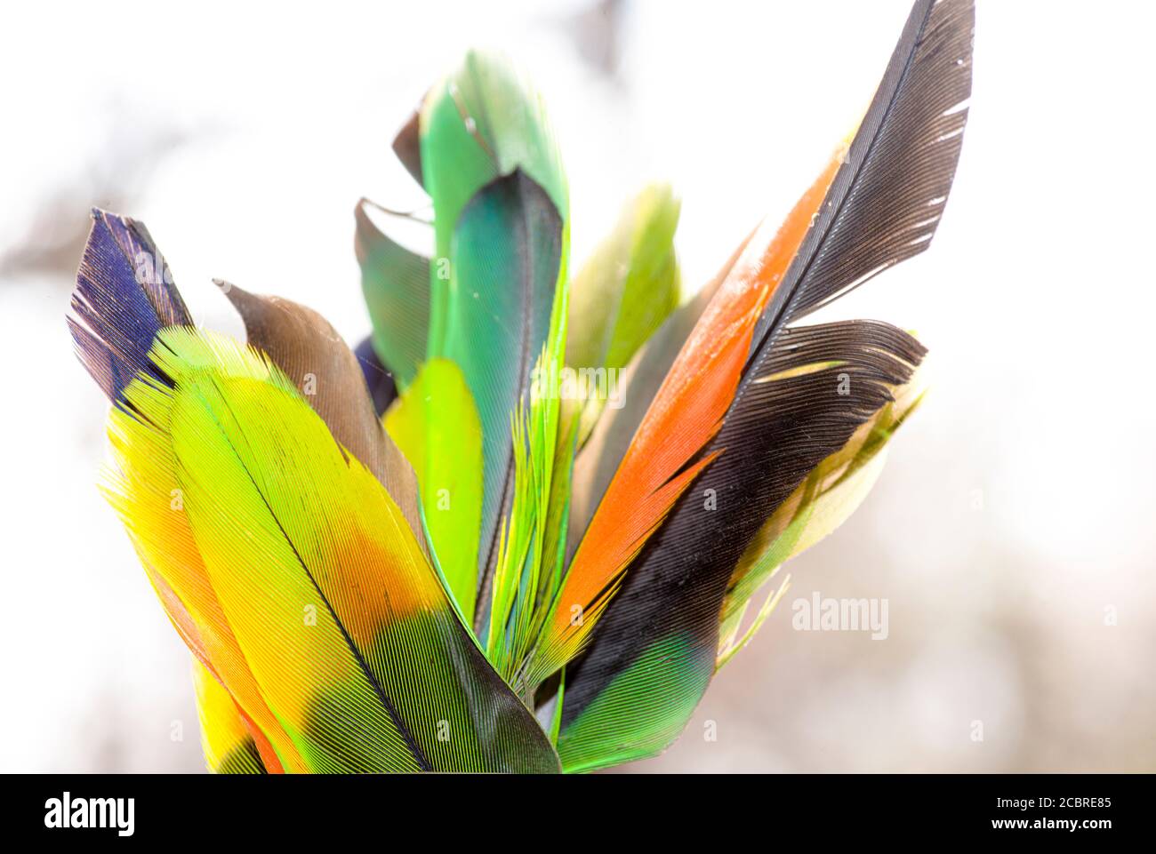 Un mazzo di piume del pappagallo amazzonico venezuelano Foto Stock