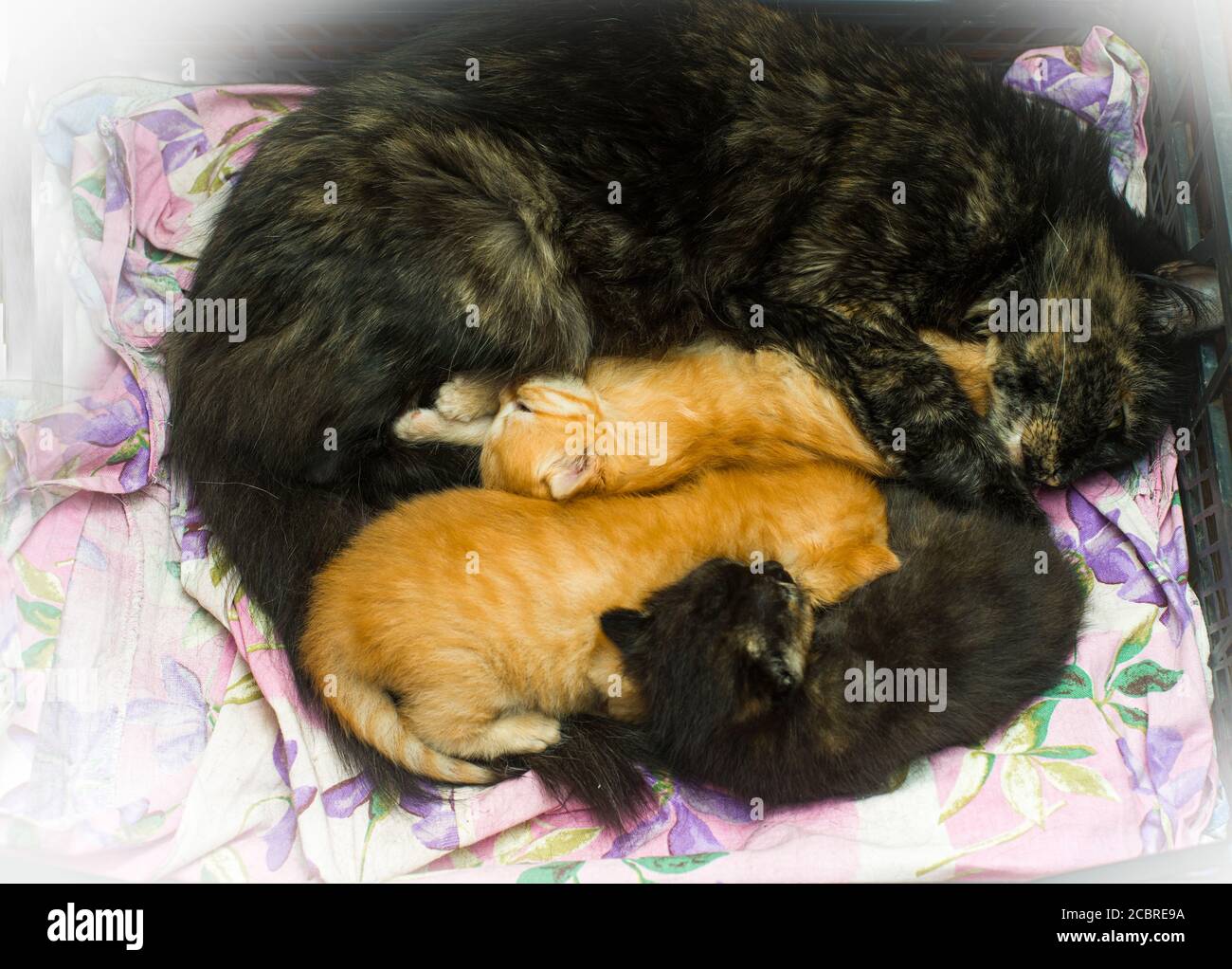 Un'immagine della vita gattina Foto Stock