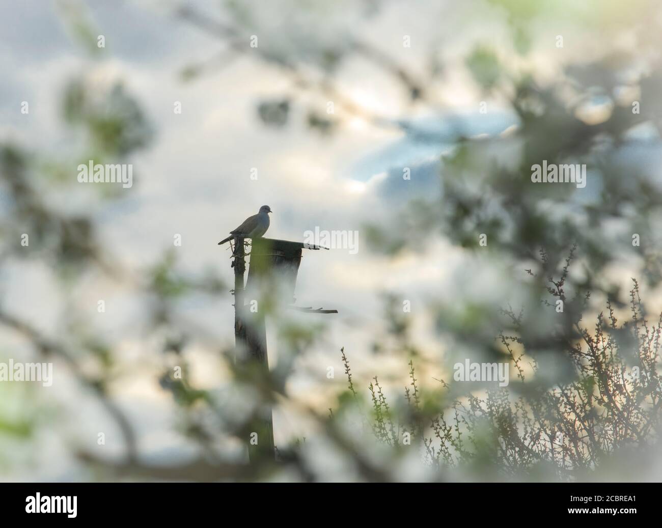 Un piccione vicino alla sua casa, vicino alla fiorente prugne in primavera Foto Stock