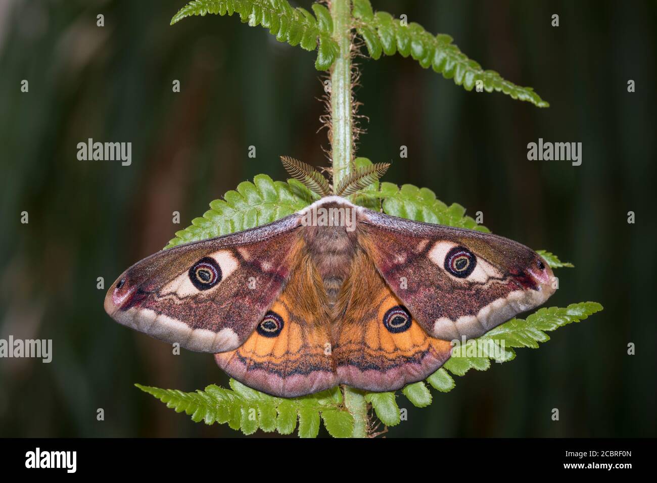 Kleines Nachtpfauenauge - Maennchen, Saturnia pavonia, piccolo imperatore moth - maschio Foto Stock