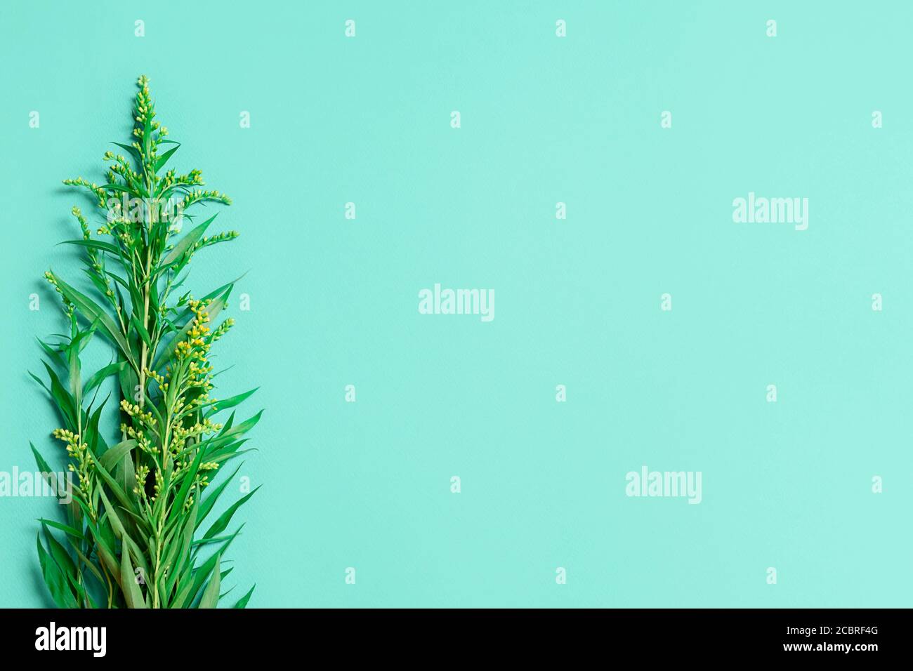Disposizione piatta con foglie verdi su sfondo verde con spazio di copia, vista dall'alto Foto Stock