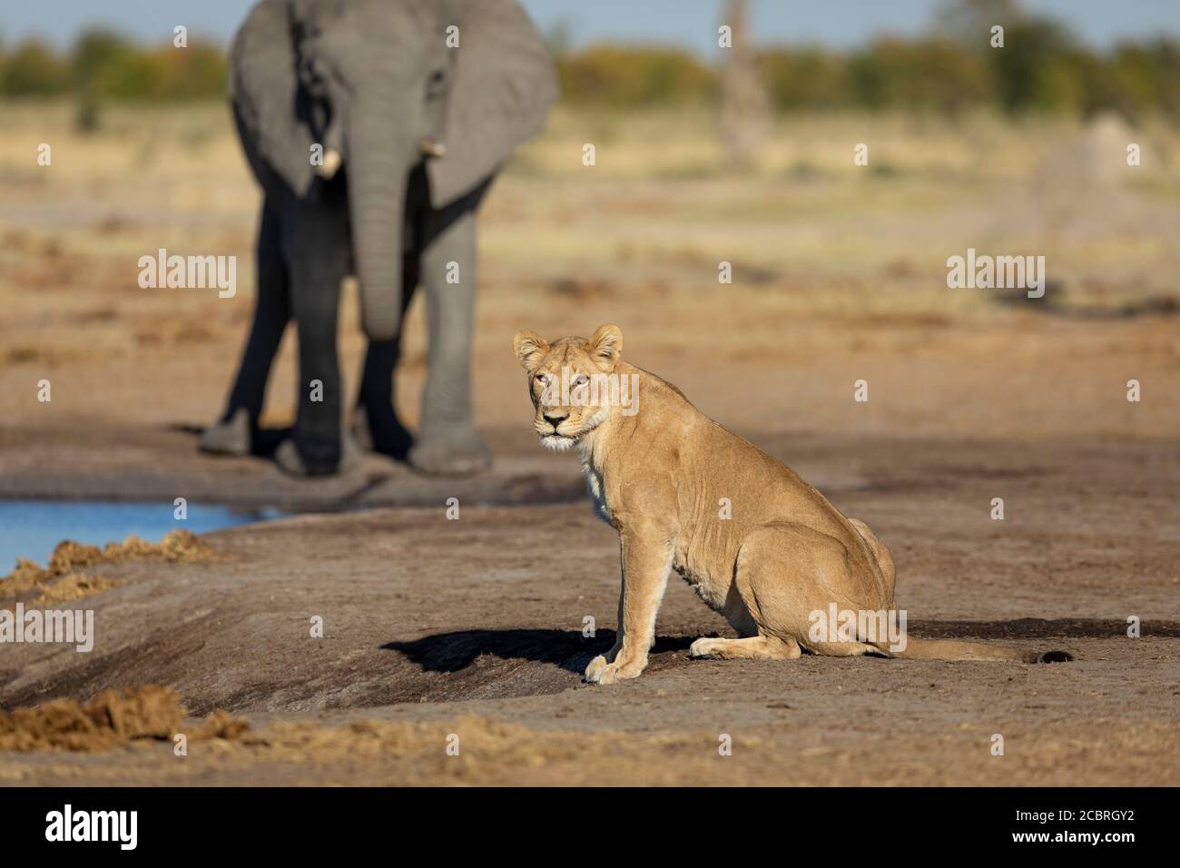 Leonessa tristy guardando la macchina fotografica allerta con l'acqua potabile elefante Sullo sfondo di un pomeriggio soleggiato a Savuti Botswana Foto Stock