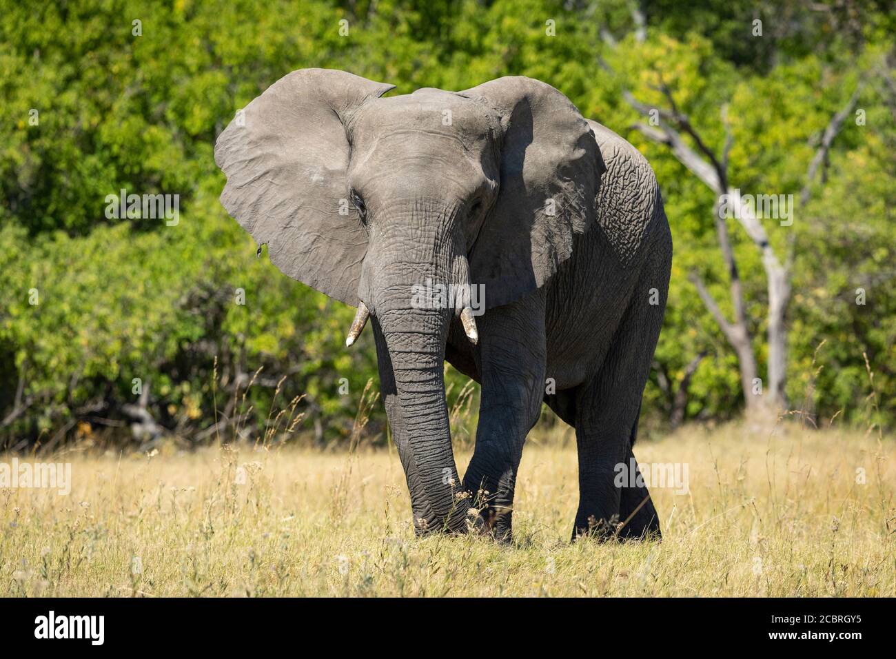 Un elefante sub adulto che cammina sull'erba con la macchia verde Alle spalle della riserva di Moremi Okavango Botswana Foto Stock