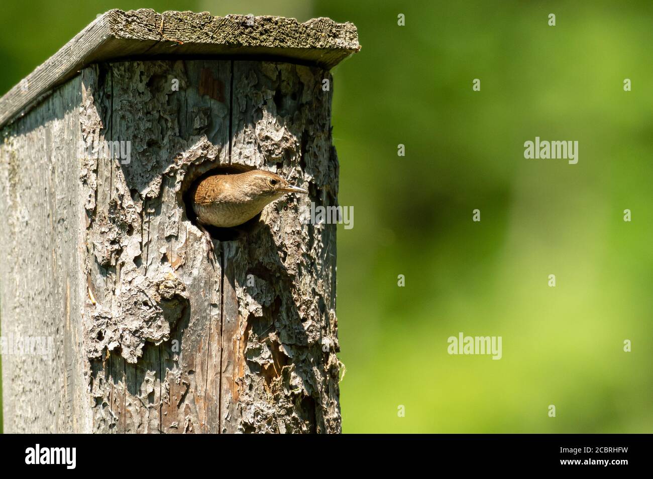 Casa Wren uccello nel mio paese. Foto Stock